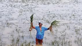 50000-acres-of-paddy-crops-were-damaged-in-storm-and-rain