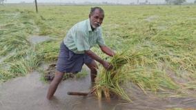 relief-will-be-given-to-farmers-affected-by-continuous-rain-on-puducherry-minister-assured