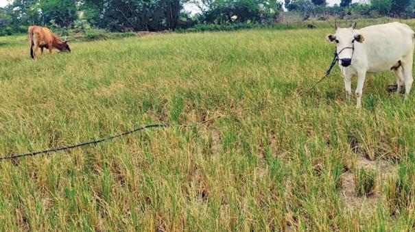 Crops withered due to lack of rain