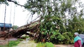 an-ancient-banyan-tree-bent-by-rain-on-kulathur-village-next-to-andimadam