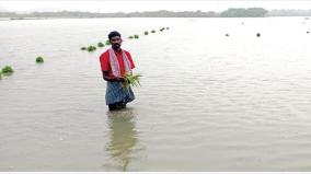 paddy-crops-submerged-by-sudden-rains-in-chengalpattu