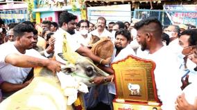 country-cow-with-calf-prize-for-best-bull-in-madurai