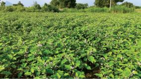 auto-driver-turned-organic-farmer-in-madurai