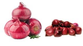 onions-ban-on-export-to-foreign-countries