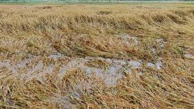 rains-on-salaigramam-area-1000-acres-of-paddy-crop-flooded-and-damaged