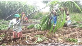 sugarcane-harvest-is-busy-in-chinnamanur-for-pongal-gift-package