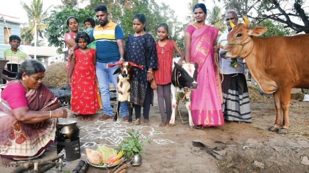 Pongal for humans; Taluka rice for cows