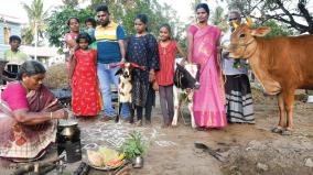pongal-for-humans-taluka-rice-for-cows