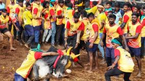 12-176-bulls-4514-cowherds-booked-to-participate-in-jallikattu-madurai