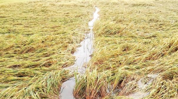 Farmers of Cuddalore district are distraught due to heavy rain damage