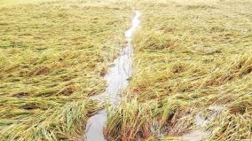farmers-of-cuddalore-district-are-distraught-due-to-heavy-rain-damage