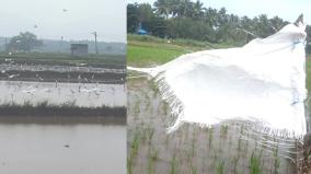 increase-in-flocks-of-egret-in-uthamapalayam-farmers-plucking-paddy-by-bursting-firecrackers