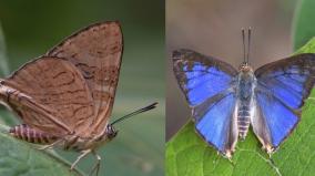 a-new-species-of-silver-line-butterfly-has-been-discovered-in-the-megamalai-division