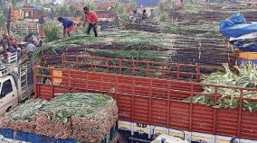 sale-of-sugarcane-and-turmeric-bunches-at-koyambedu-special-market-pongal