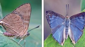 new-species-of-butterfly-discovered-in-western-ghats-after-33-years