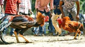 rooster-fight-in-andhra-pradesh