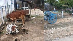 heavy-rains-in-thoothukudi-district-pongal-festival-without-weeds-in-villages