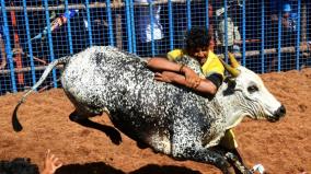 1000-bulls-at-avaniyapuram-jallikattu-occasion-of-pongal