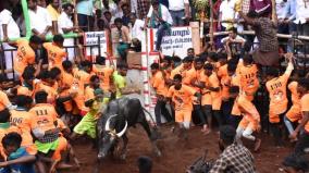 avaniyapuram-jallikattu-510-bulls-released-at-the-end-of-6-rounds-300-cowherds-participated-40-injured