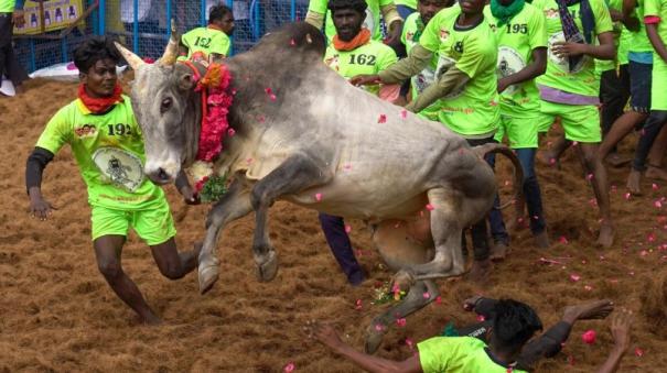 palamedu jallikattu highlights