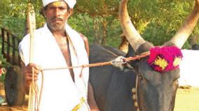jallikattu-temple-bulls-worshipped-as-family-deities