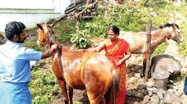 Horse Pongal Worship on Sirumalai Villages!
