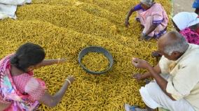 shift-due-to-price-hike-erode-farmers-return-to-turmeric-cultivation