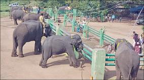 elephant-pongal-festival-celebration
