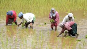 dont-punish-rice-farmers