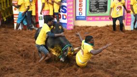 alanganallur-jallikattu-bulls-steal-the-show-with-valour