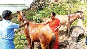 horse-pongal-worship-on-sirumalai-villages