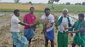 300-acres-of-chilli-crop-affected-by-rain-on-mudukulathur