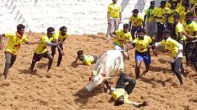 siravayal-manchuvirattu-2-killed-including-a-boy-in-cow-gores