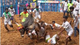 will-awareness-and-organization-of-jallikattu-competitions-be-increased