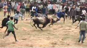 sivagangai-district-kandupatti-manju-virattu-man-death-after-hit-bull