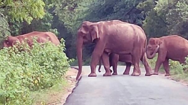 Movement of Wild Elephants on Udumalpet - Munnar Road