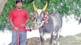 rs-40000-to-rs-13-lakh-jallikattu-bulls-with-star-status-rise-on-price
