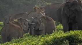 elephants-migrating-to-kerala-due-to-climate-change-on-valparai