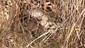 a-namibian-cheetah-gives-birth-to-3-new-cubs-in-kuno-national-park