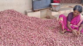 small-onion-price-fall-selling-at-rs-32-per-kg-dindigul-market