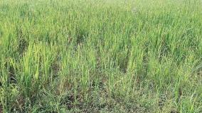 30-thousand-acres-of-paddy-crops-are-burnt-in-thiruvarur