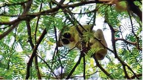 grey-colour-slender-loris