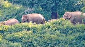 8-elephant-camp-in-hosur-sanamavu-forest