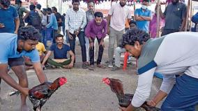 tamil-s-harvest-day-festival-rooster