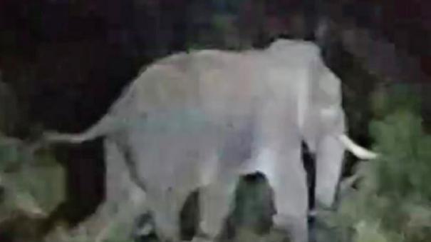 Single Komban Elephant has Entered the Village near Talavadi, Causing Fear