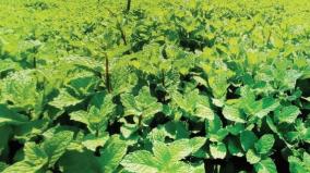 mint-prices-fall-due-to-increase-on-cultivated-area-hosur-farmers-suffer