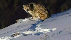 718-snow-leopards-in-india-union-forest-minister-information