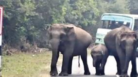 elephants-that-blocked-the-govt-bus-on-asanur-forest