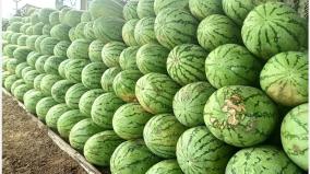 increase-in-the-supply-of-melons-in-theni-district