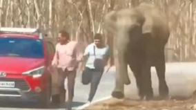 tourists-just-escape-from-wild-elephant-ifs-officer-warns-don-t-take-risks